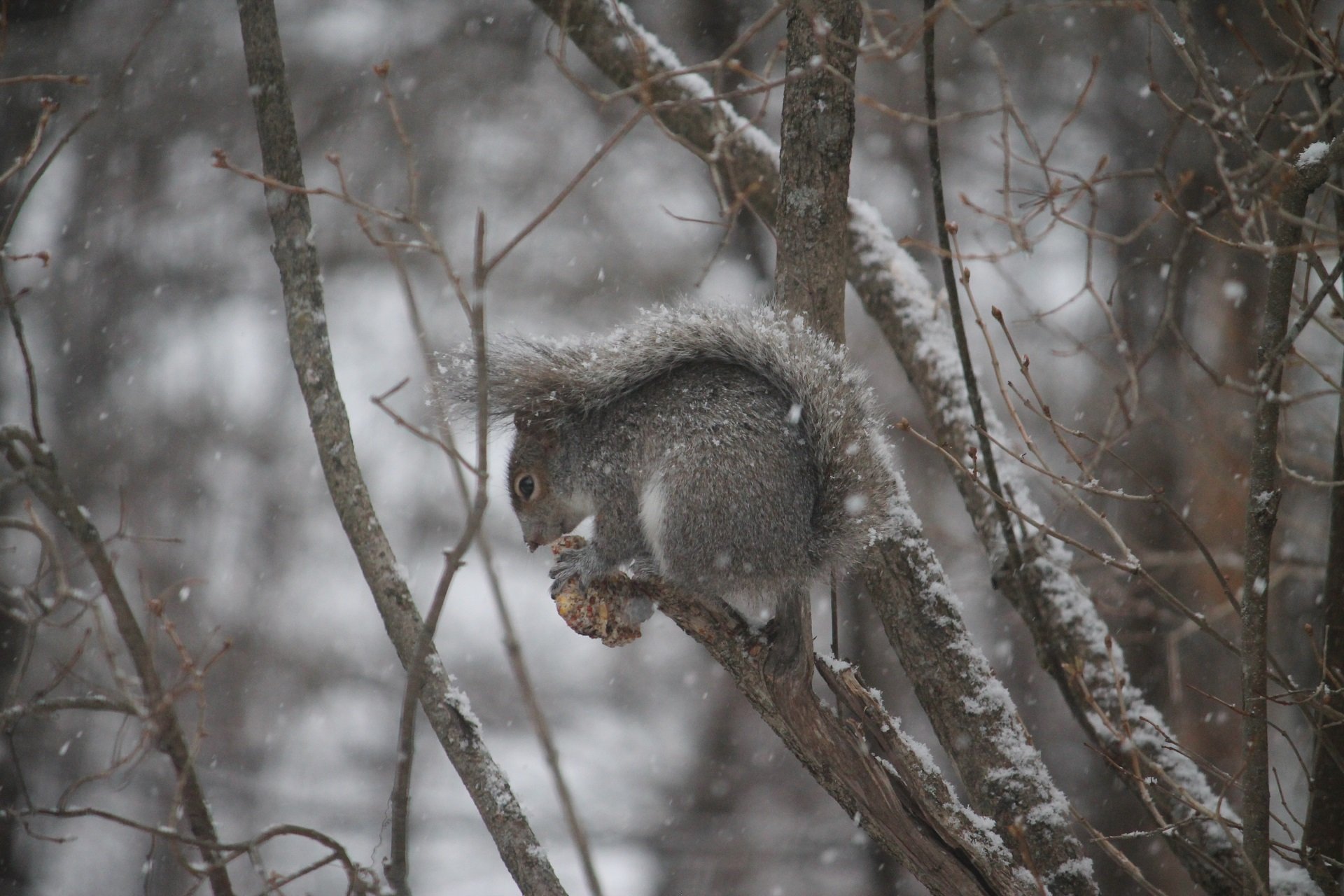 A gray squirrel eats in a tree as snow falls.