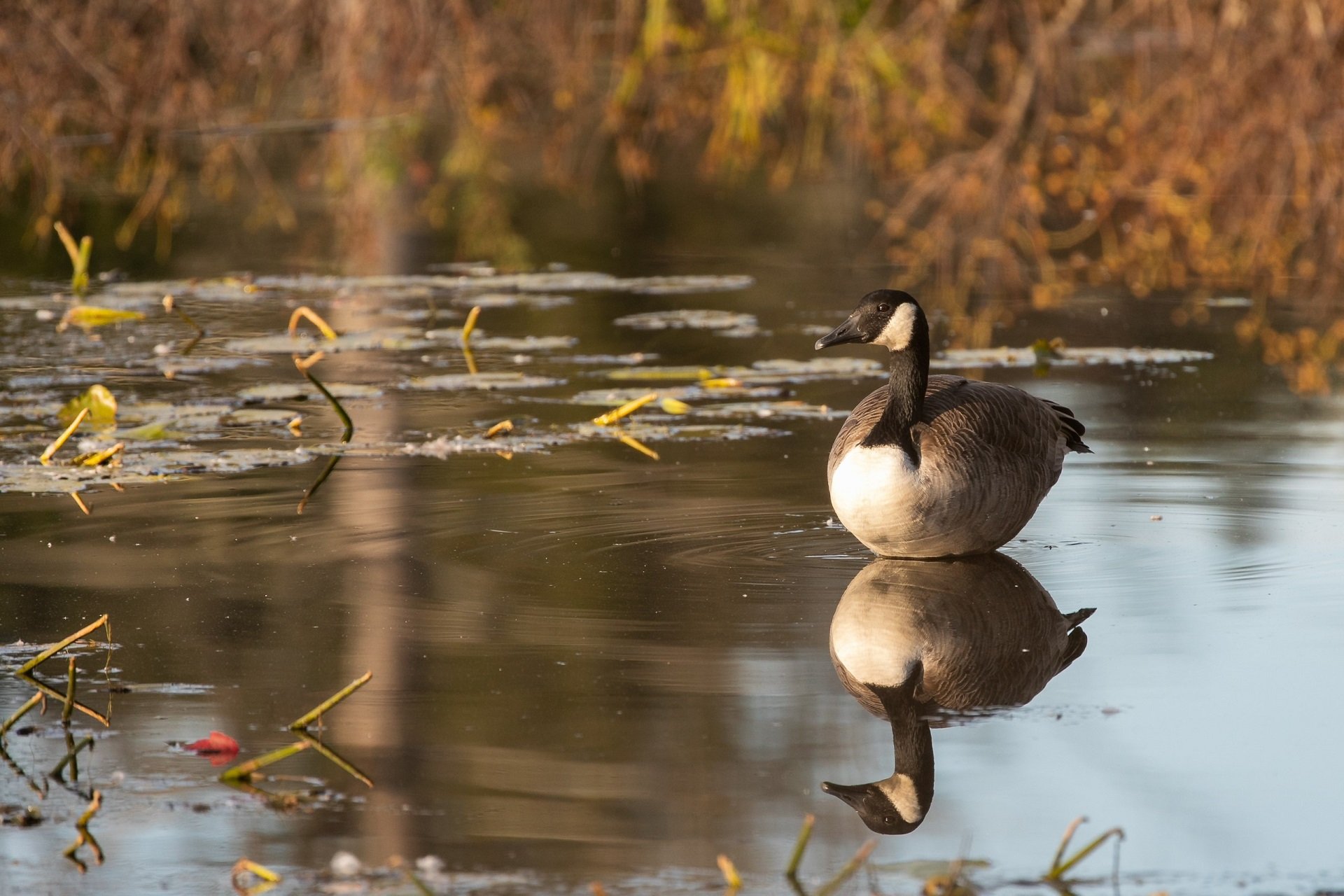 A Canada Goose glides through the water.