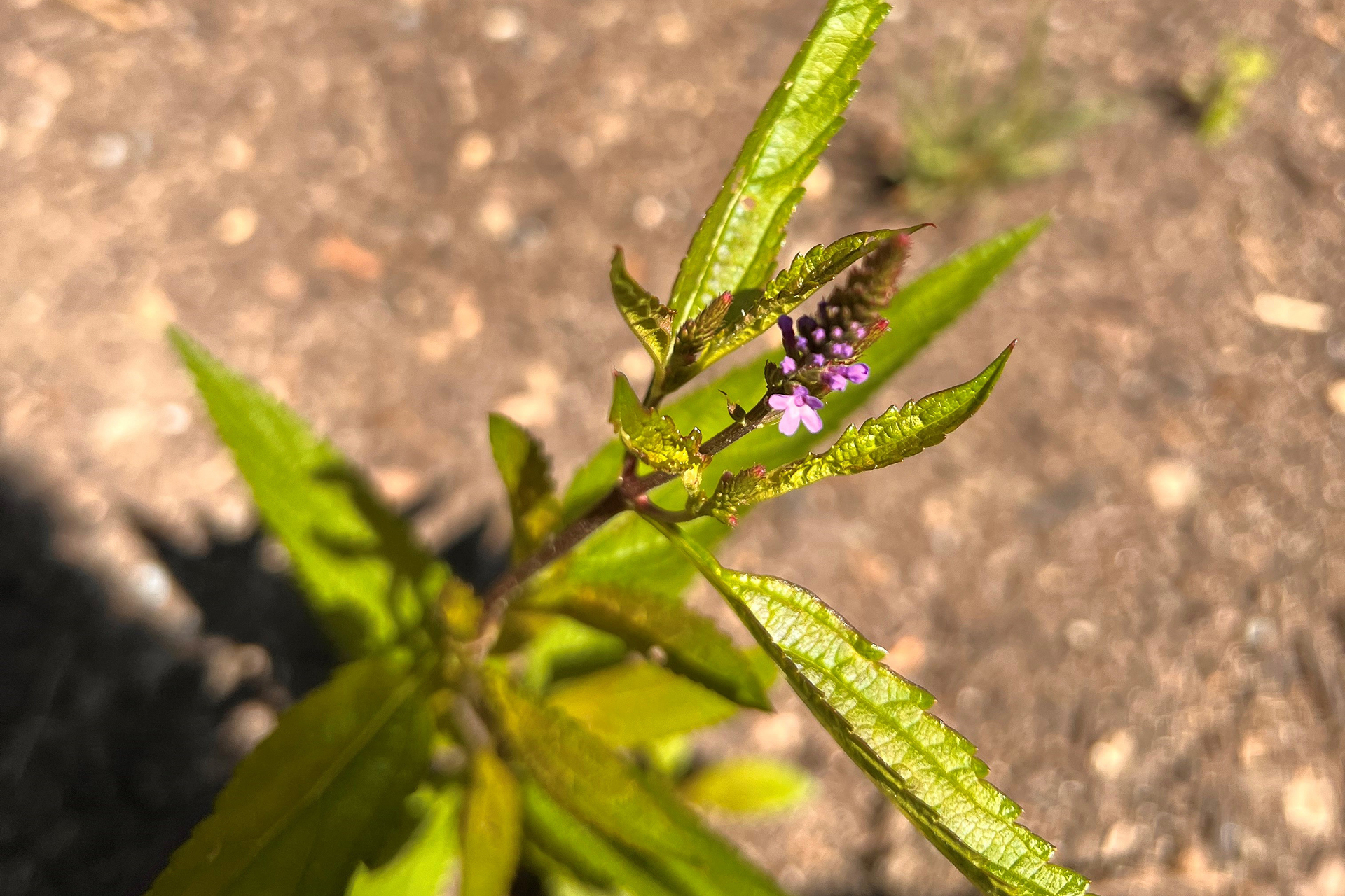 Green plant with budding purple flower