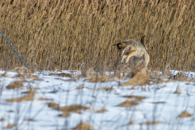 A coyote pup jumping in the air to land in the snow.