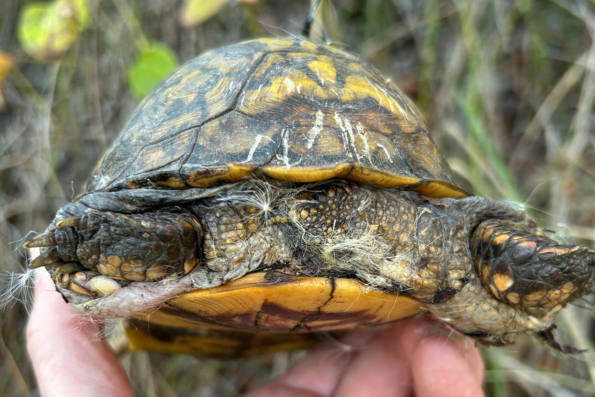 Box Turtle 63's rear legs, swollen and unable to retract into her shell