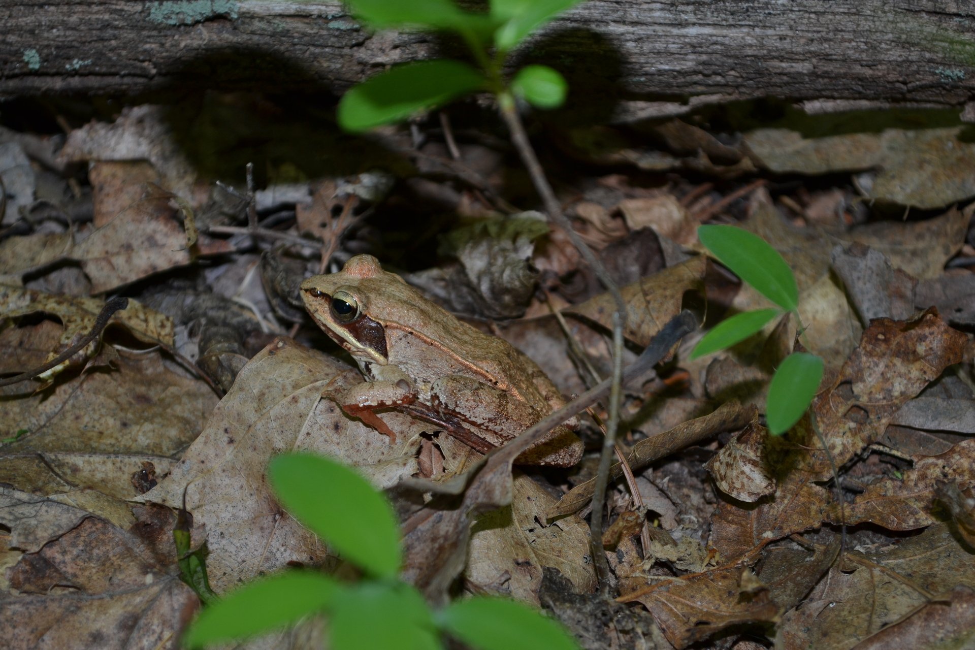 A brown frog camouflages into the forest floor with fallen leaves.
