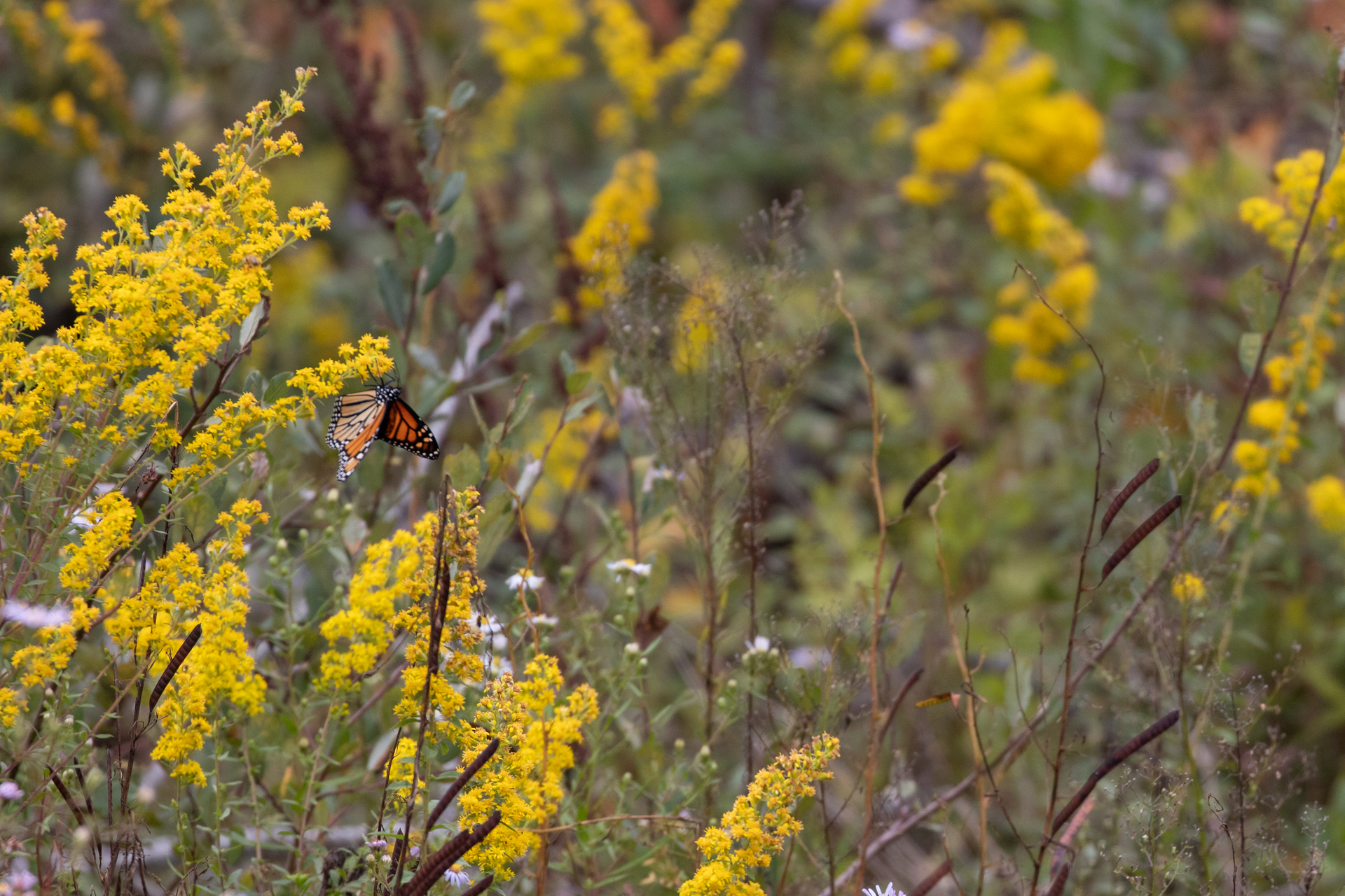 A Monarch Butterfly hangs on to a yellow flower. Other yellow flowers are scattered throughout the frame.
