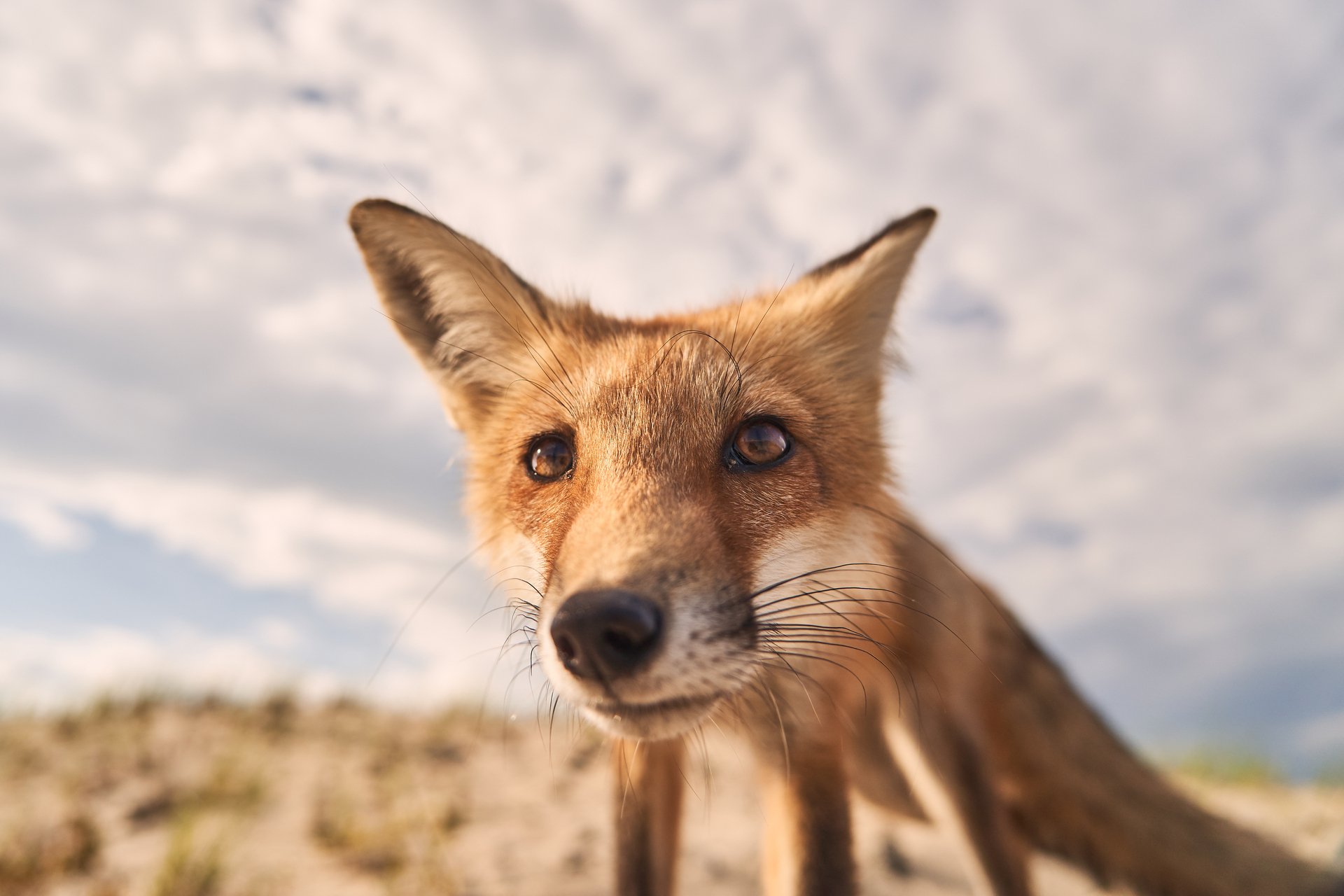 A red fox close to the camera, curiously sniffing.
