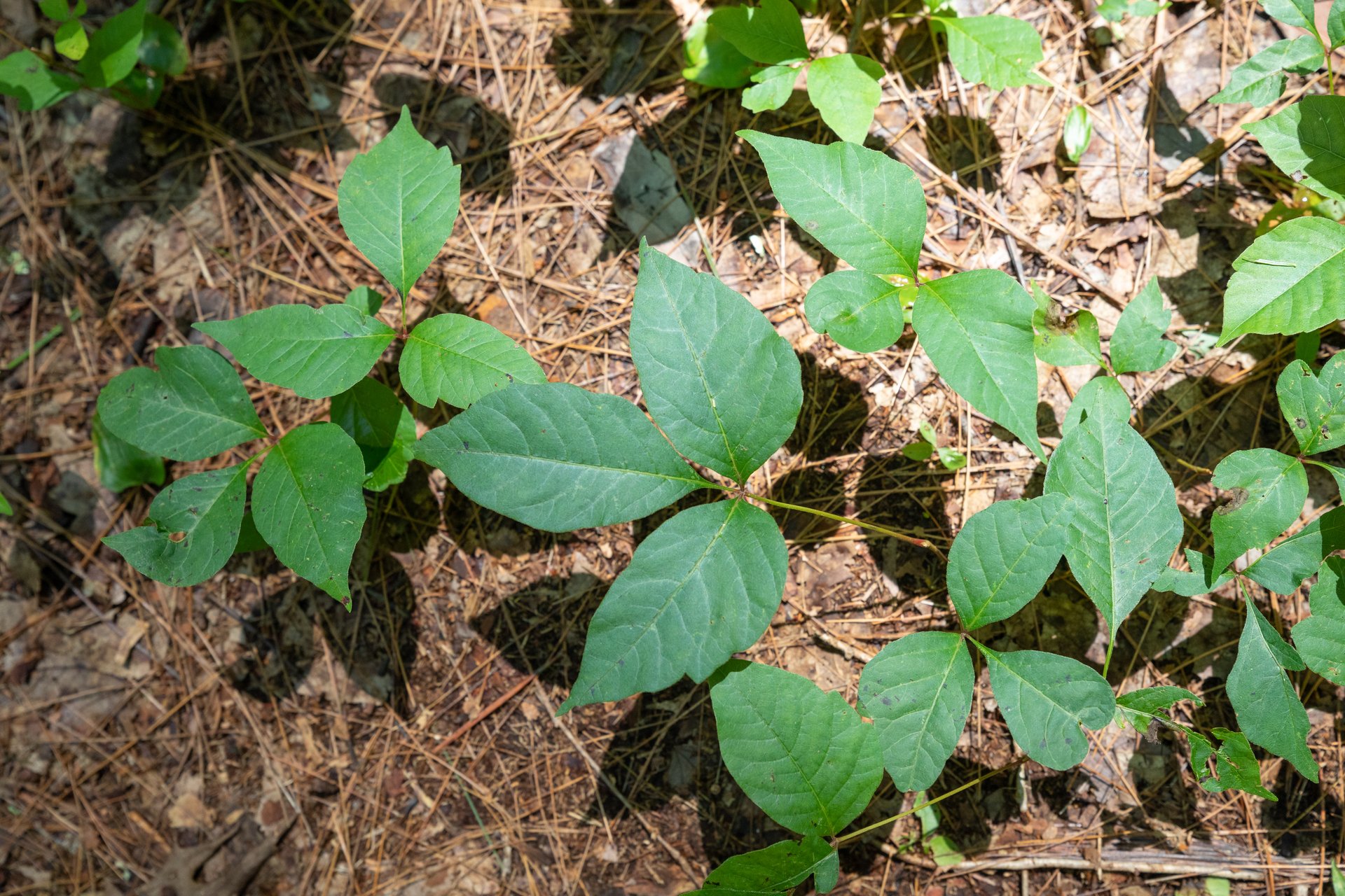 Three leaved poison ivy growing on ground