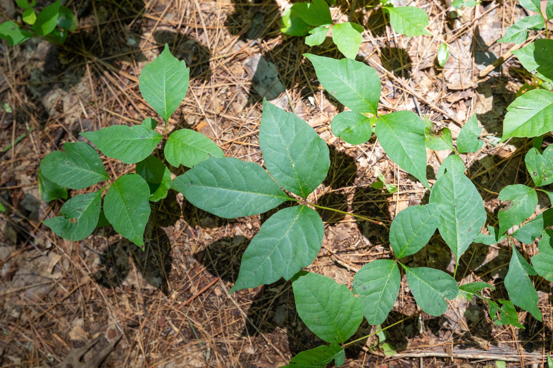 How to Recognize Poison Ivy