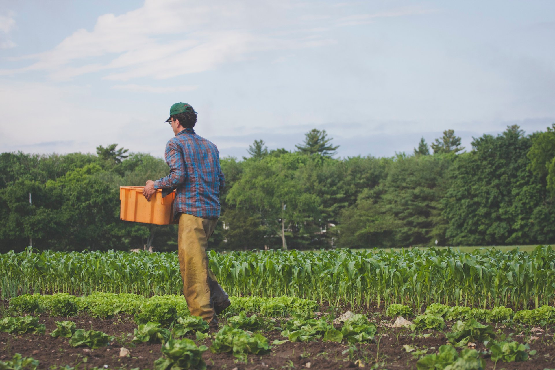 Person in a blue flannel and a hat holding an orange bucket in front of a row of green crops.