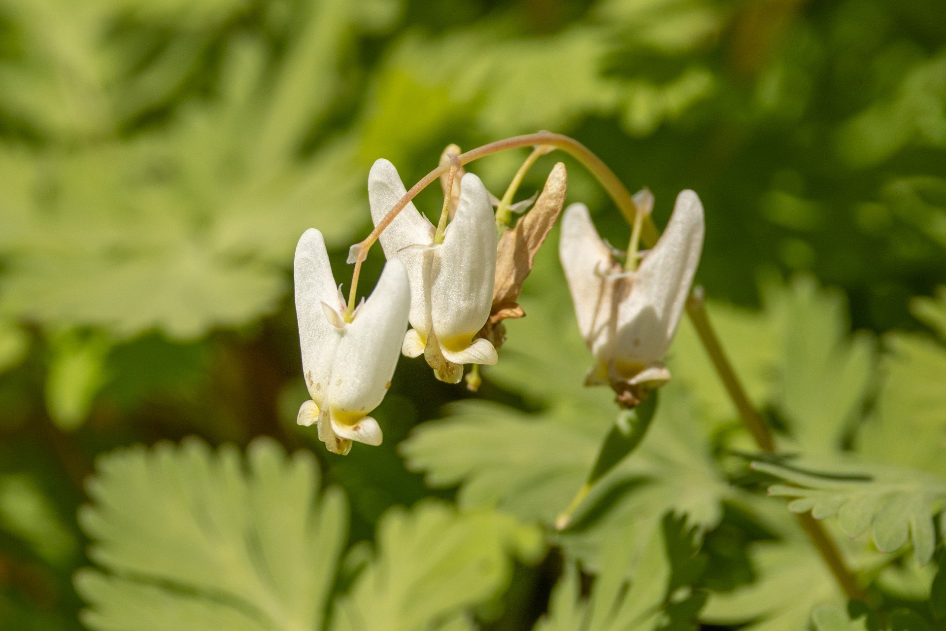 white wildflower