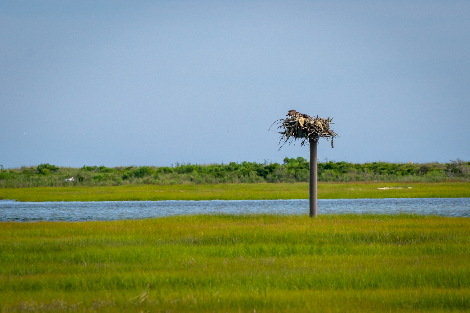A bulky Osprey nest on top of a large poll standing in a green saltmarsh. A patch of open water behind the nesting pole.