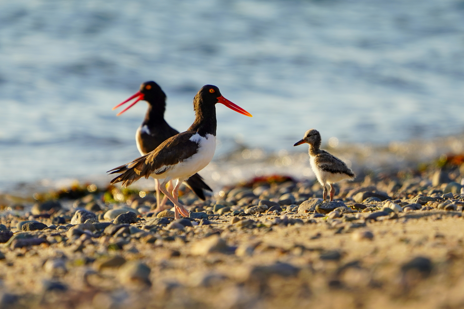 American Oystercatchers with a chick
