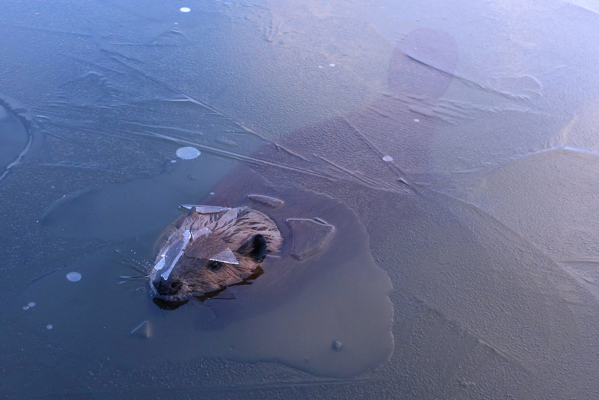 A beaver with thin pieces of ice on its head while it pops up from a thinly frozen body of water.