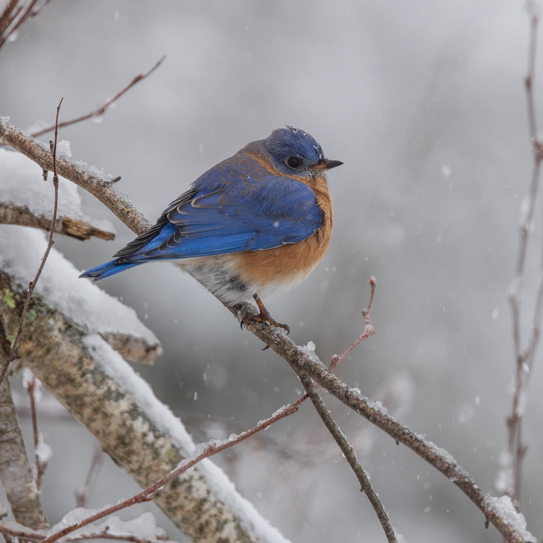 Bluebird on a snowy branch
