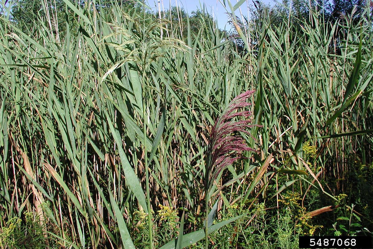 common reed