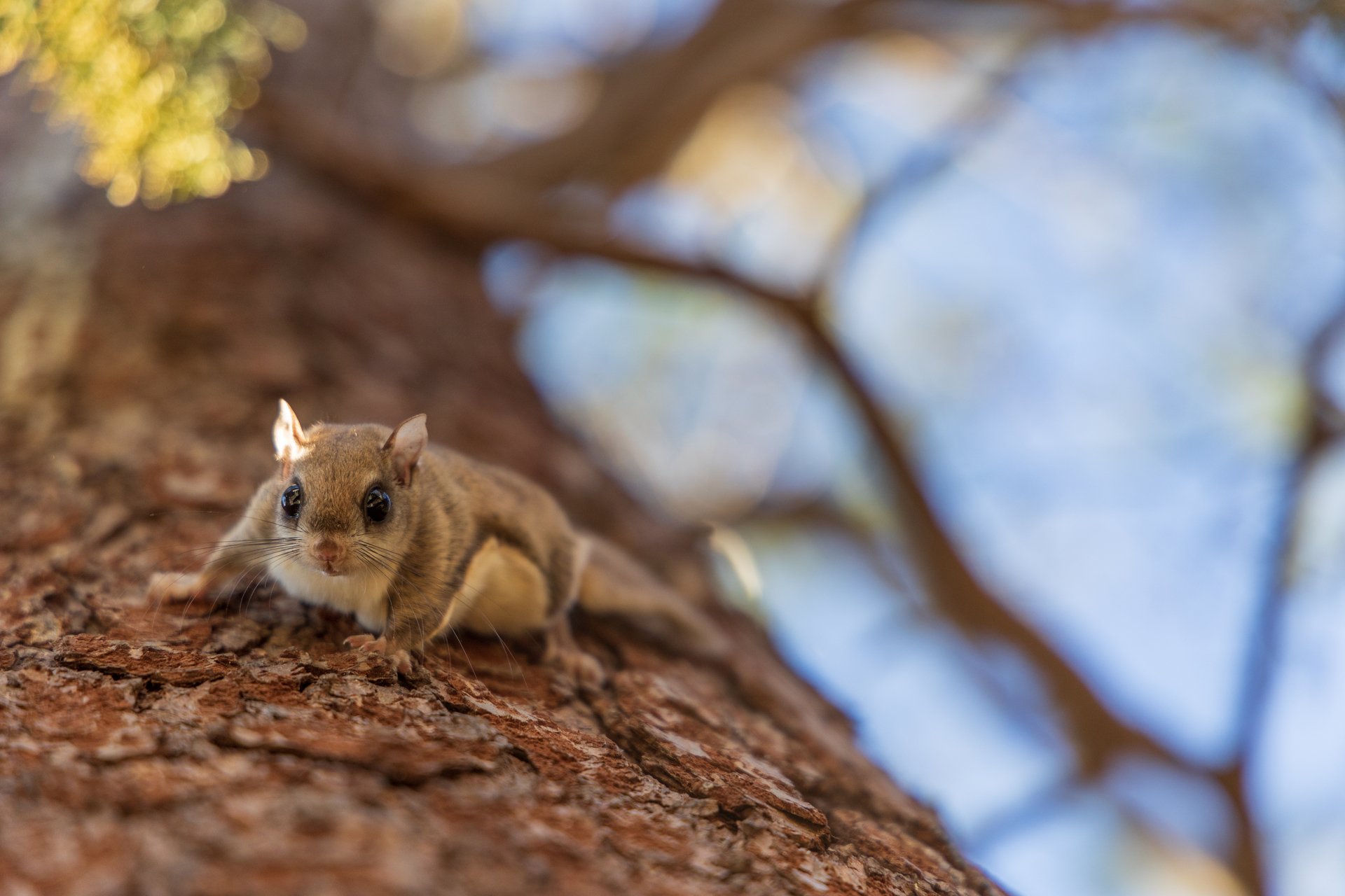 A small squirrel climbing down a tree, looking at the camera.
