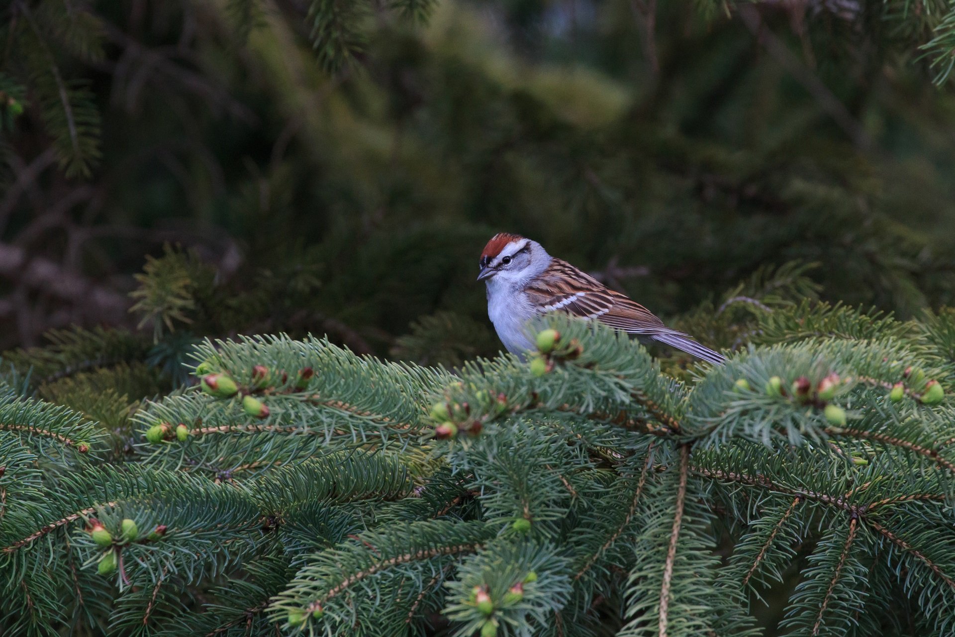 A Chipping Sparrow sits on an evergreen branch at Drumlin Farm.