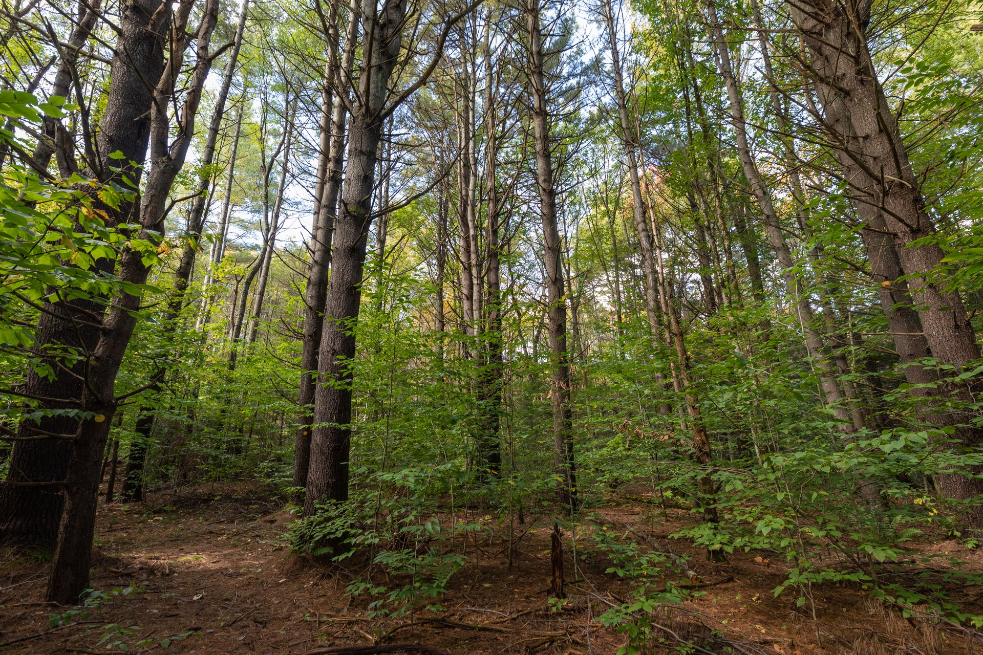 green forest with trails