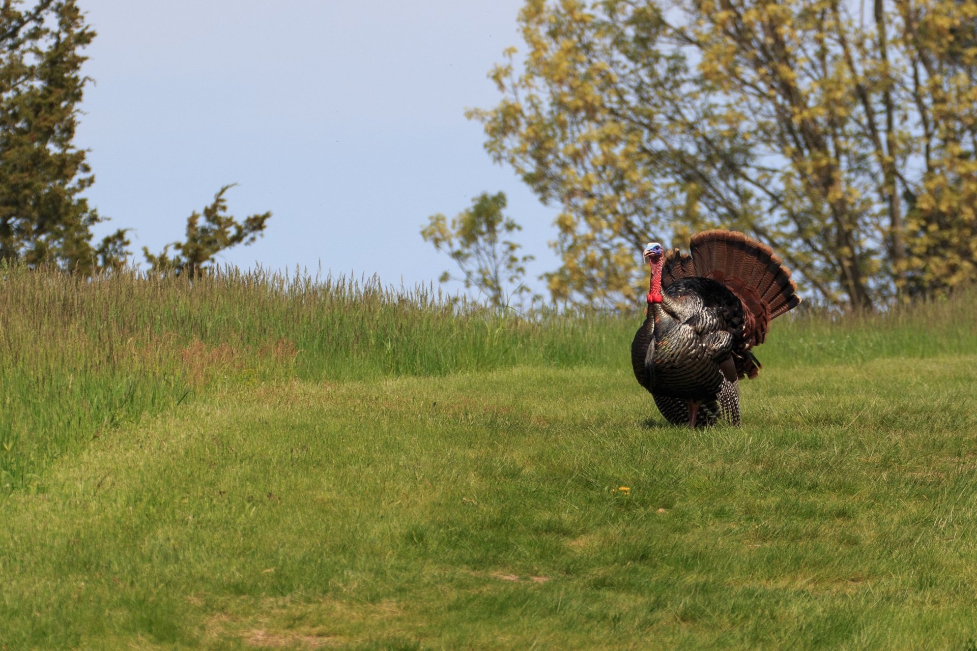 Wild Turkey in the grass.