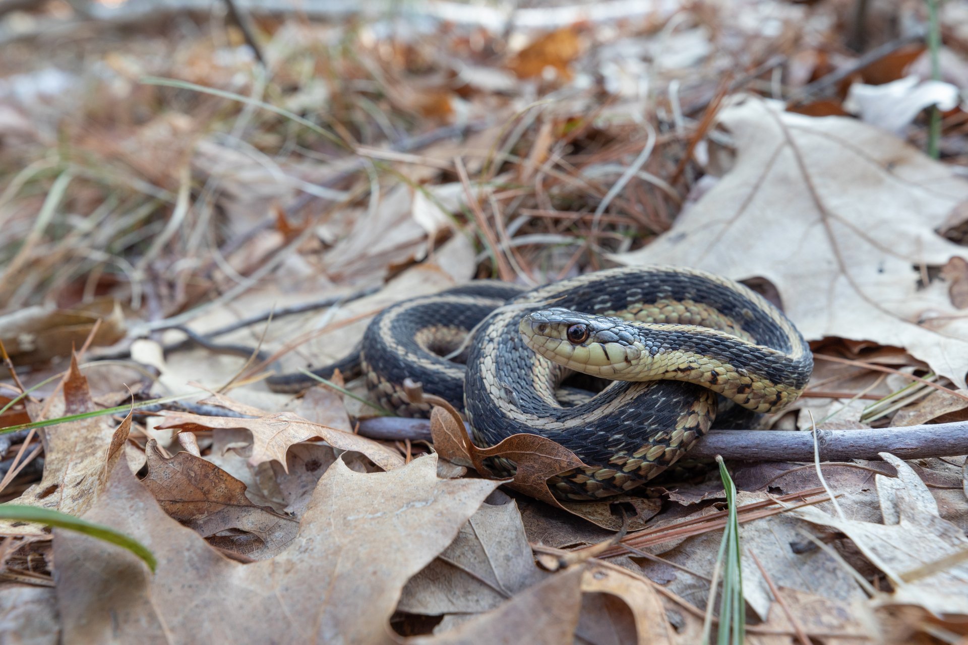 Garter Snake curled up on brown leaves