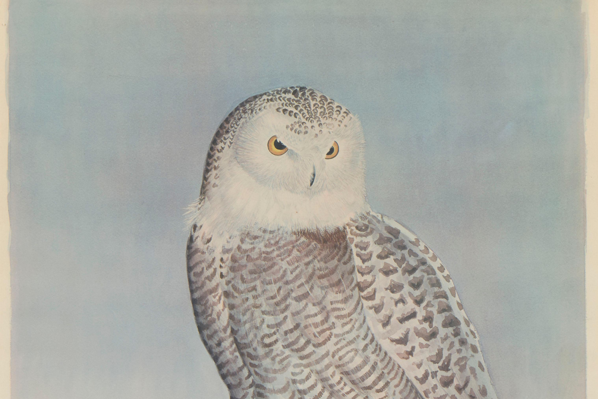 Snowy Owl Art