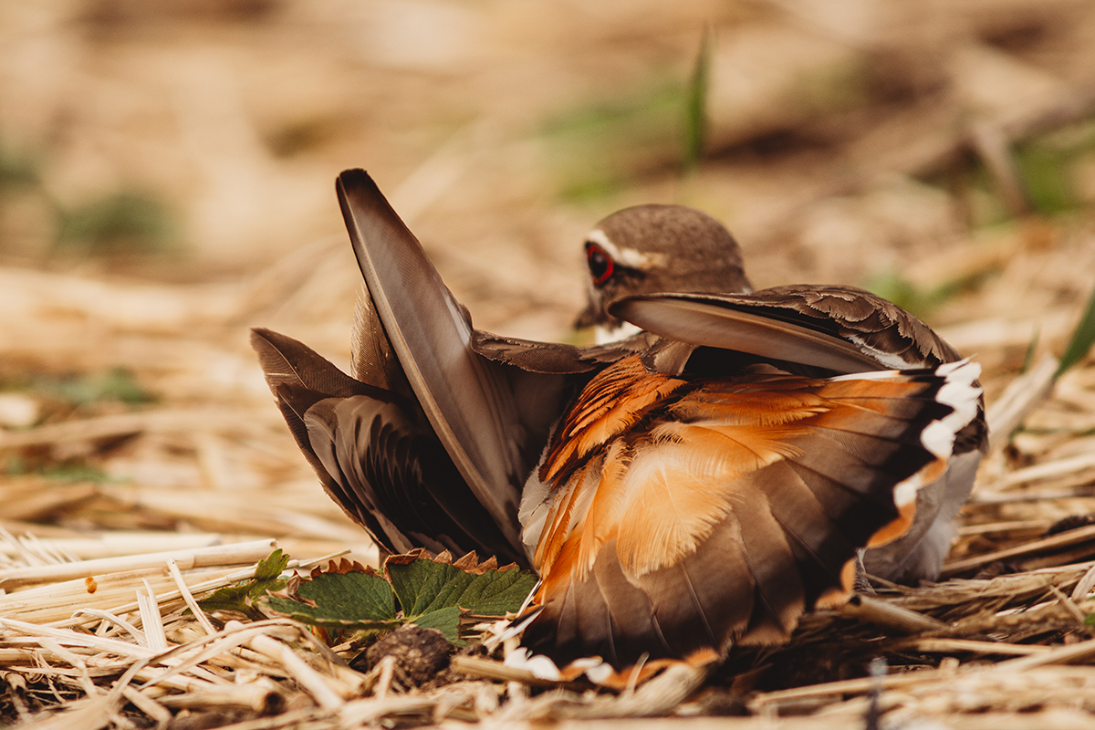 Back view of killdeer with wing expanded