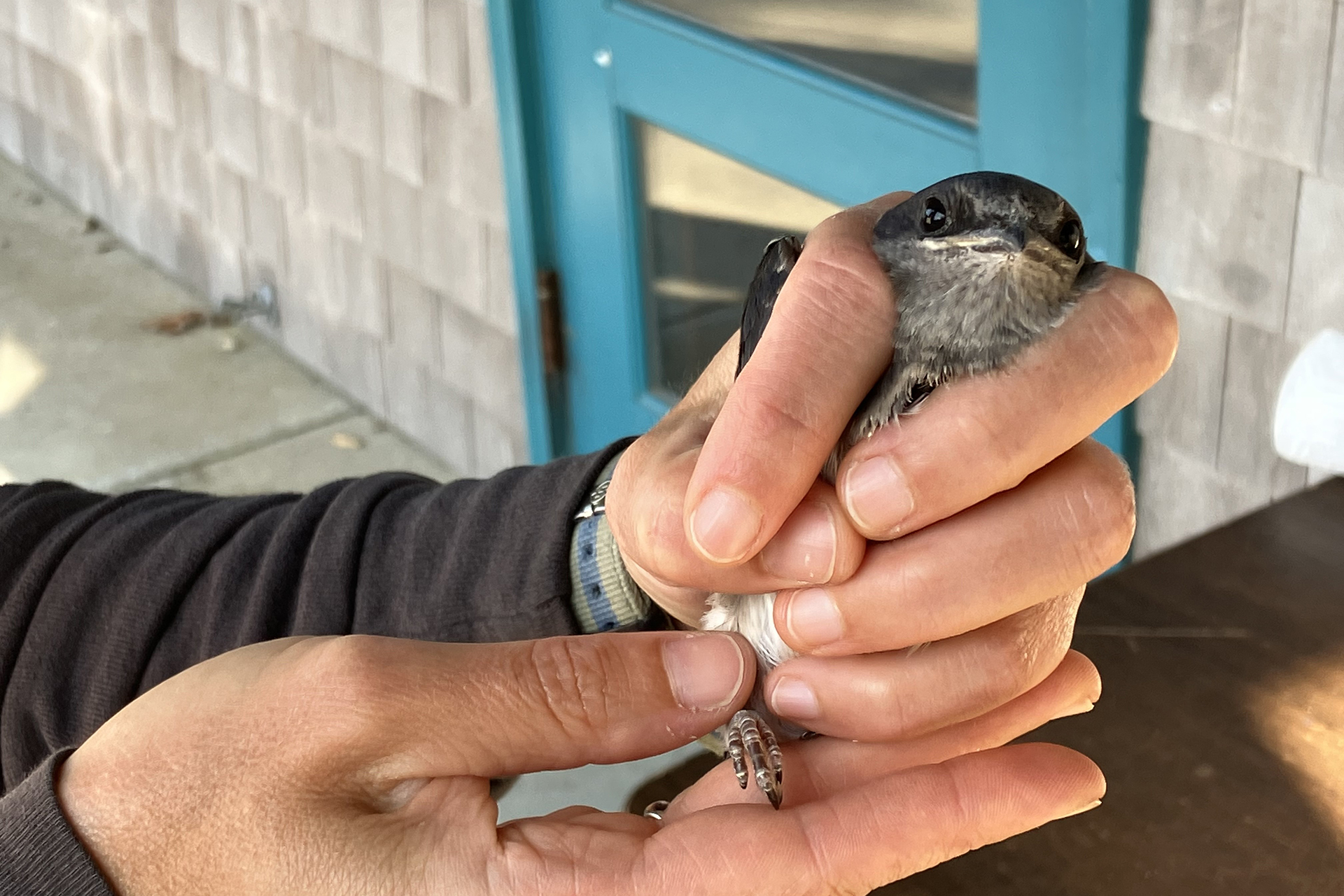 Purple martin being held by a volunteer