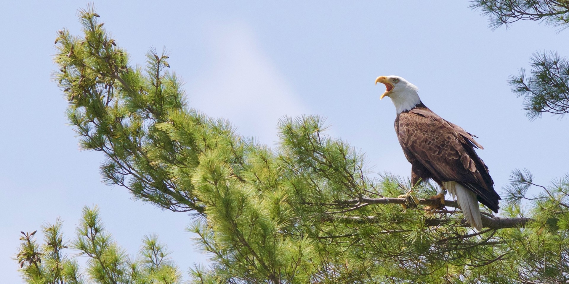Bald Eagle Cawing