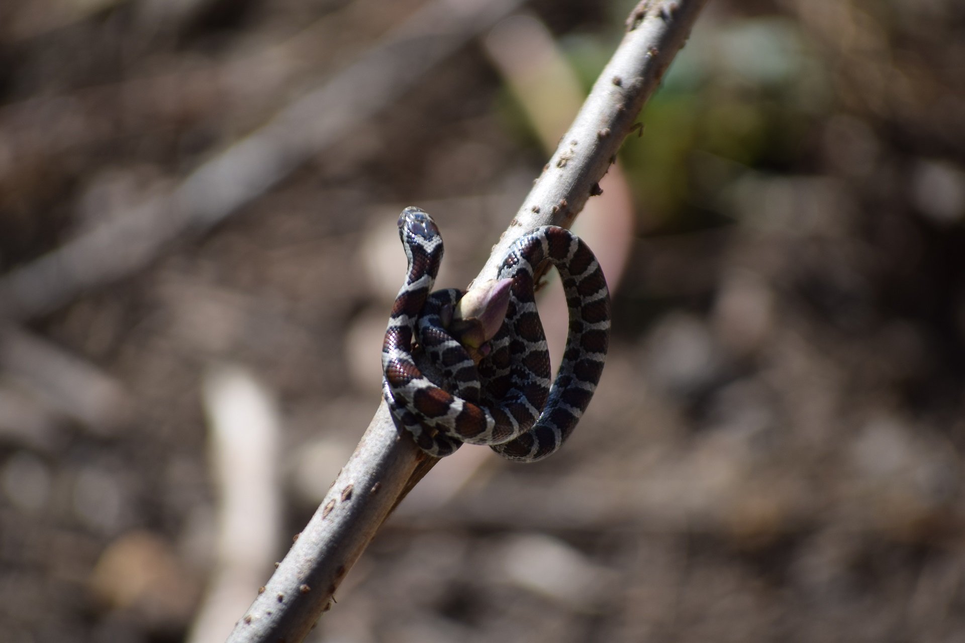 Scientists make 'rare' new identification of snake family