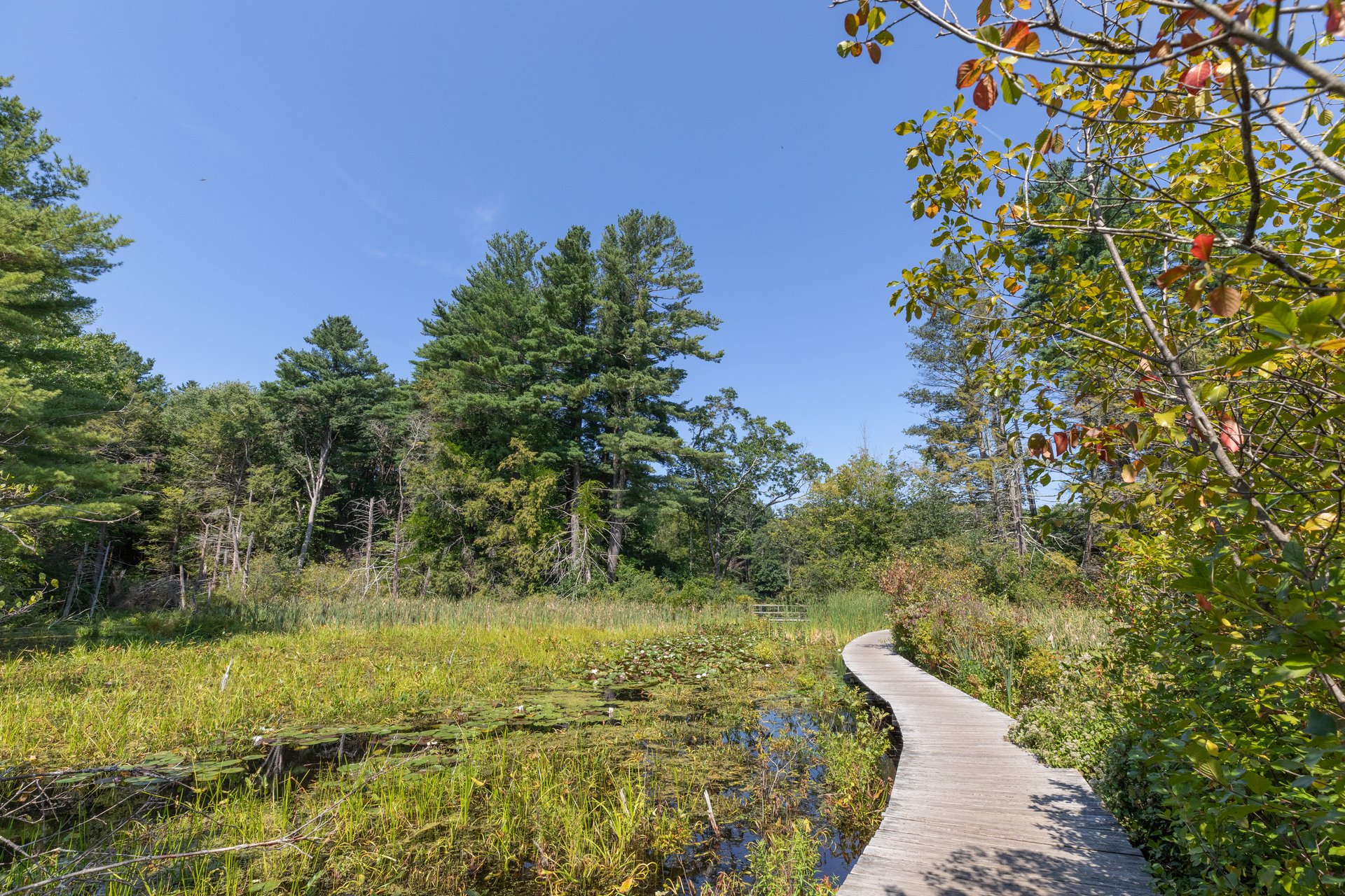 A winding wooden boardwalk on the edge of a marshy pond. Pine trees off to the left side of the water.