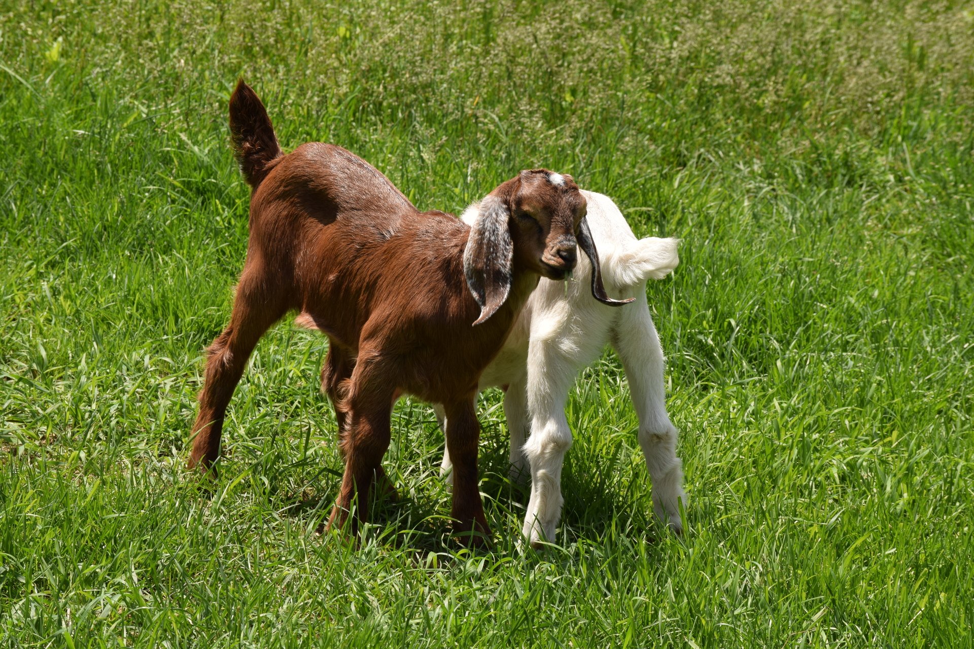 A brown baby goat stand in front of a white baby goat in green grass.