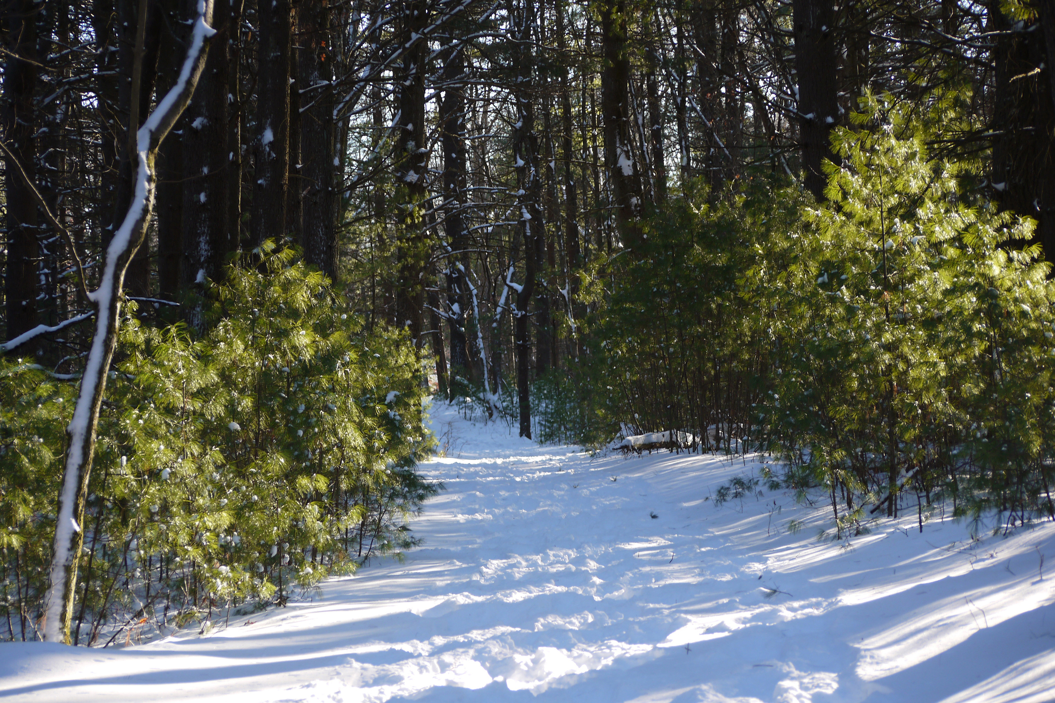 Snowy trail at Waseeka