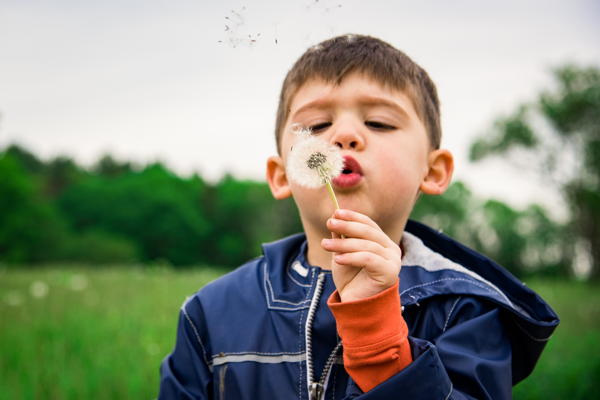 A child at Drumlin Farm Community Preschool blows seeds into the air from a dandelion flower