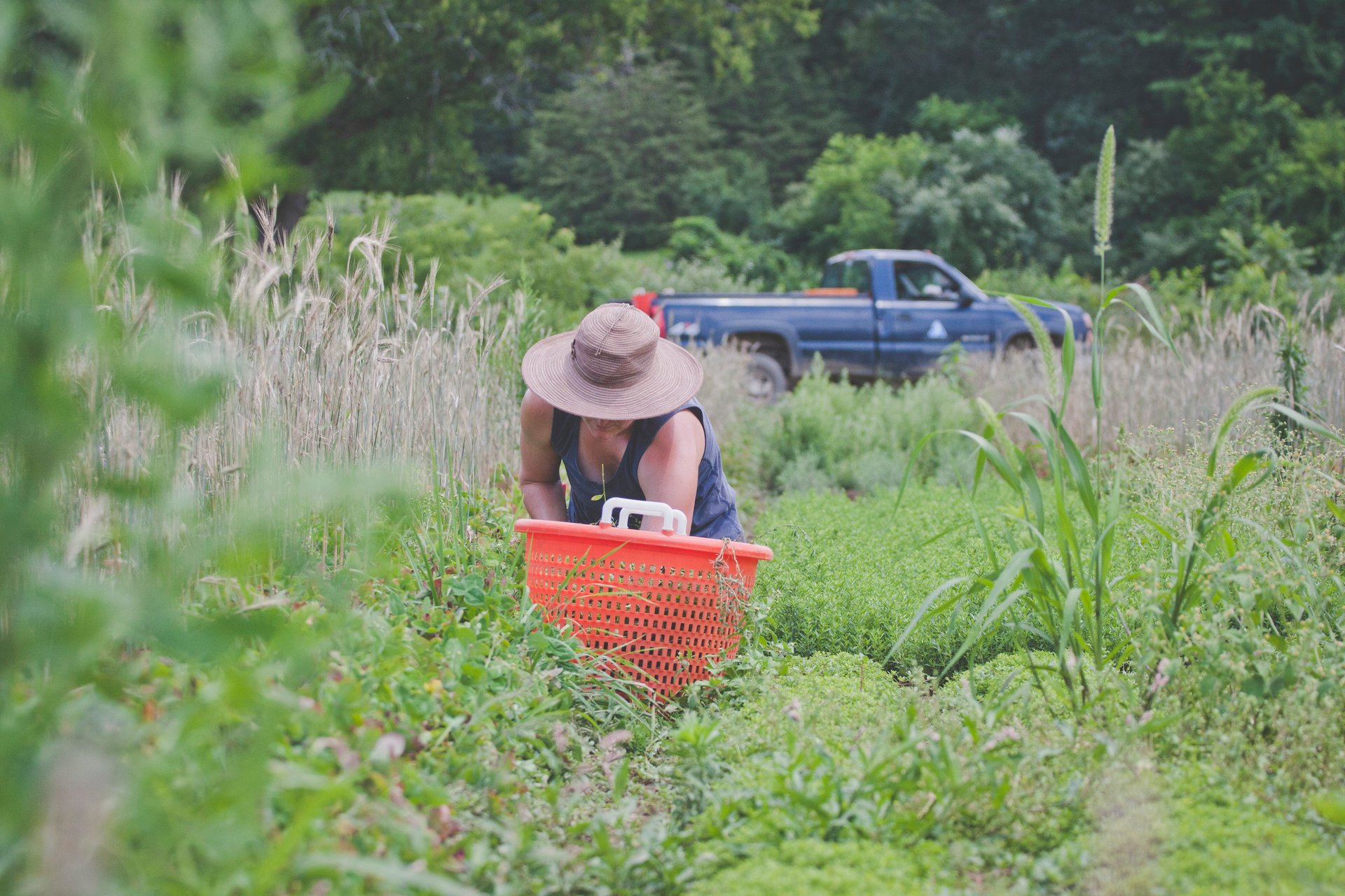 gardener in field