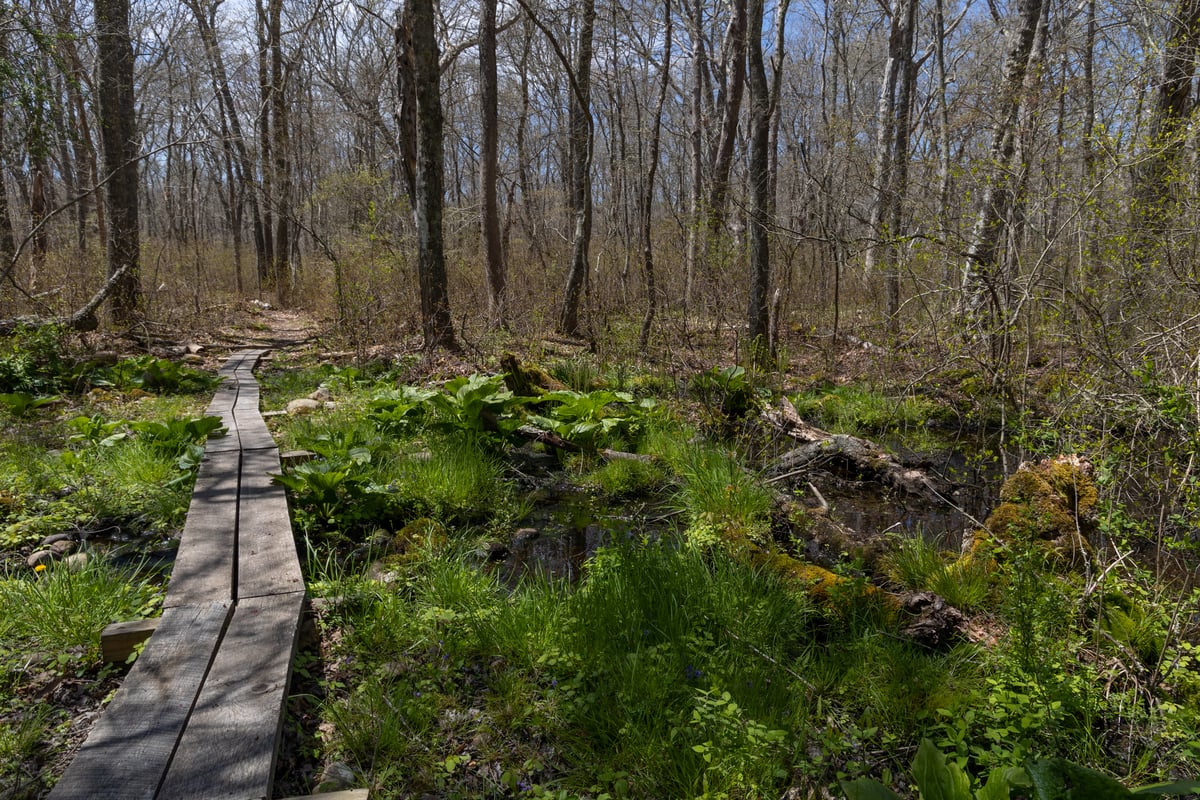 A boardwalk made of two wooden planks over a mossy patch with a shallow stream cutting through.