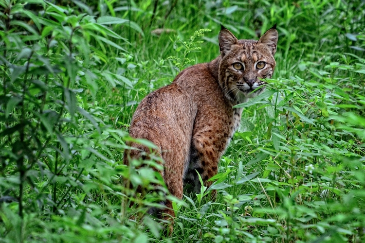Brown bobcat looking back at camera while standing in green grass.