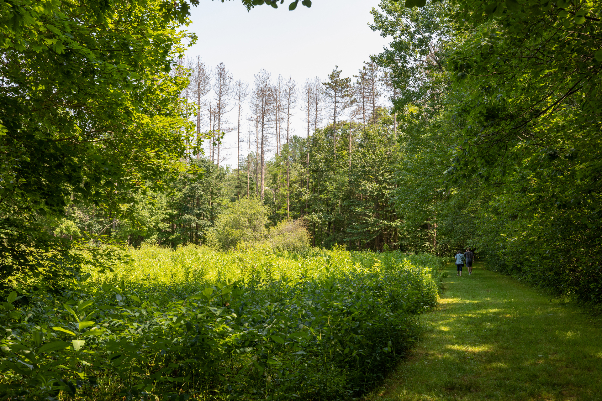 Two people walking on a grassy trail in the shade