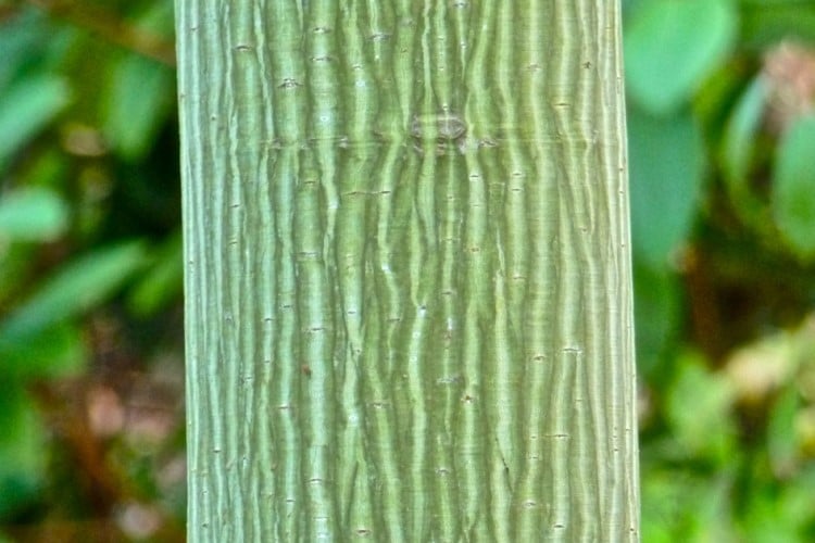 Tree bark with vertical striping