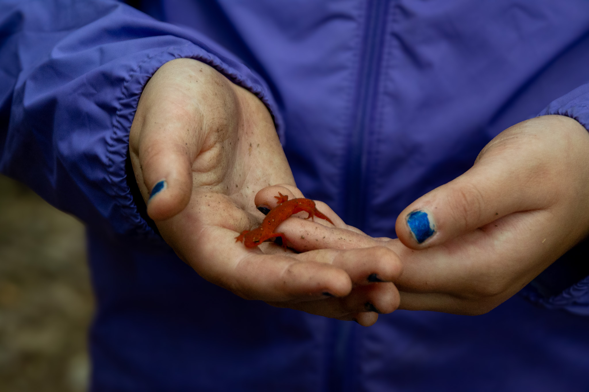 red eft held in hands