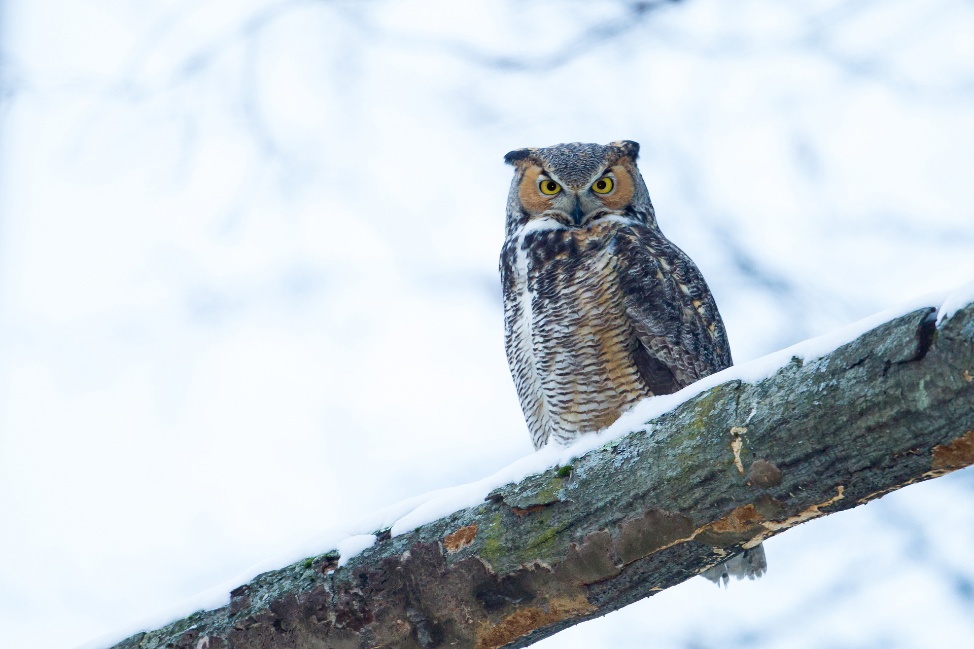 Great-horned owl in winter © Phil Sorrentino