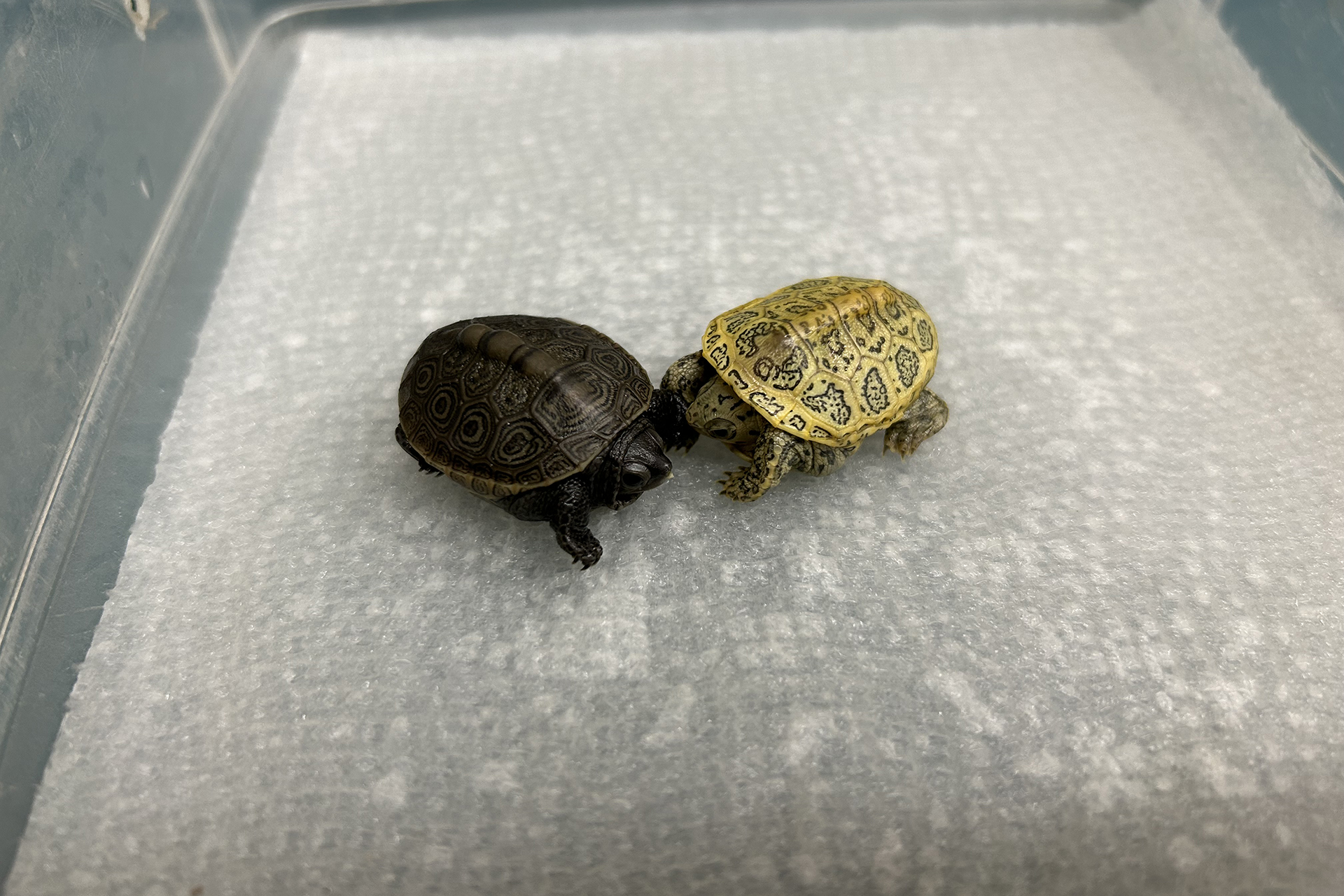 Two Diamondback terrapin hatchlings, one with a golden shell