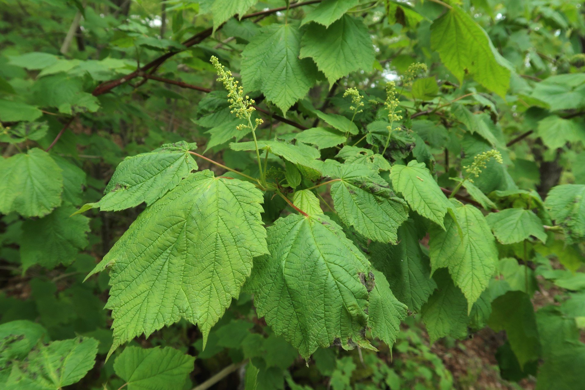 Green mountain maple leaves