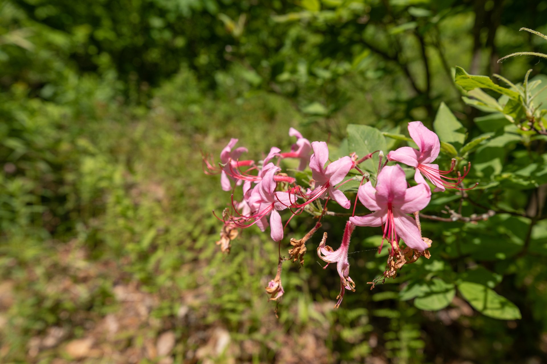 Pink spring wildflower at High Ledges