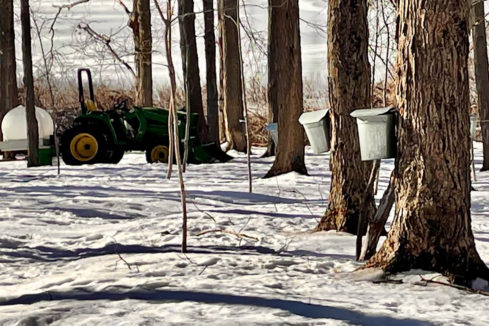 Tractor in the distance, behind a grove of maple trees