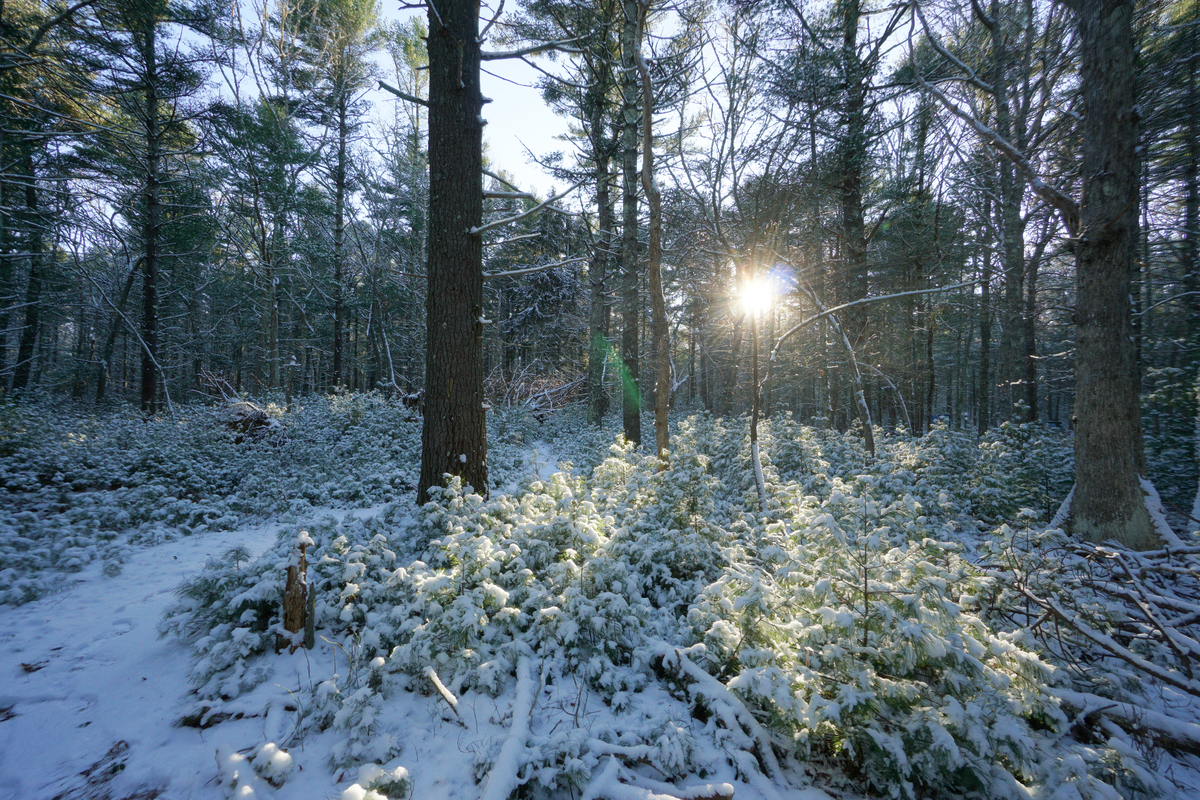 The sun filters through a bare forest, snow covers the ground and small shrubs.