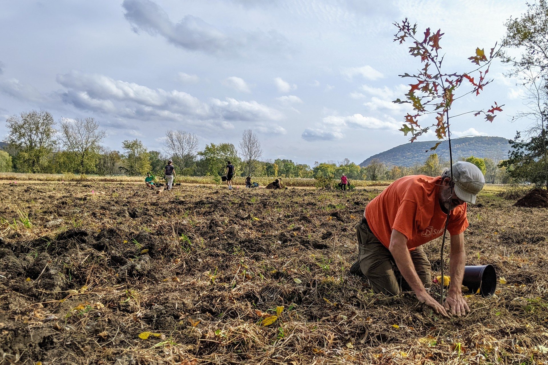 man planting a tree