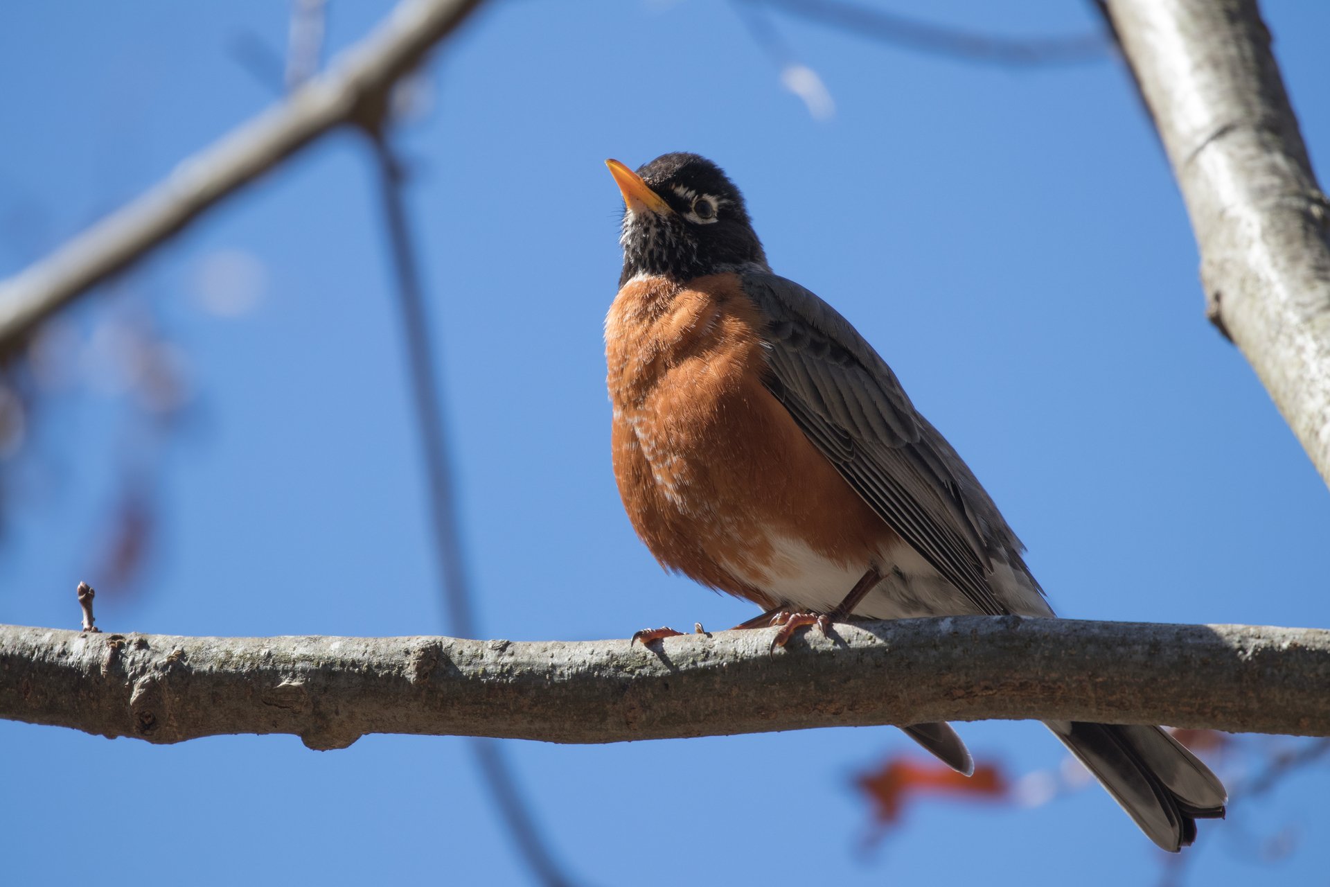 American Robin in the sun perched on branch