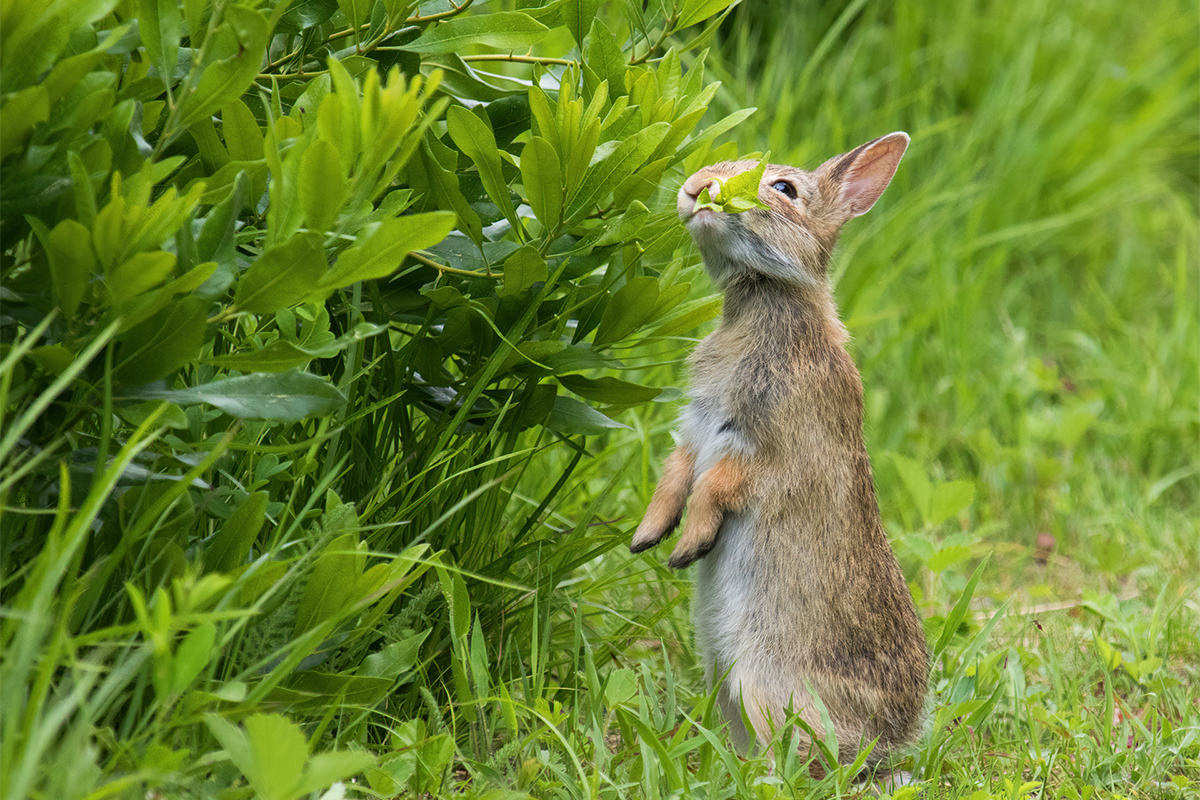 A rabbit standing on its hind legs chewing leaves on a twig.