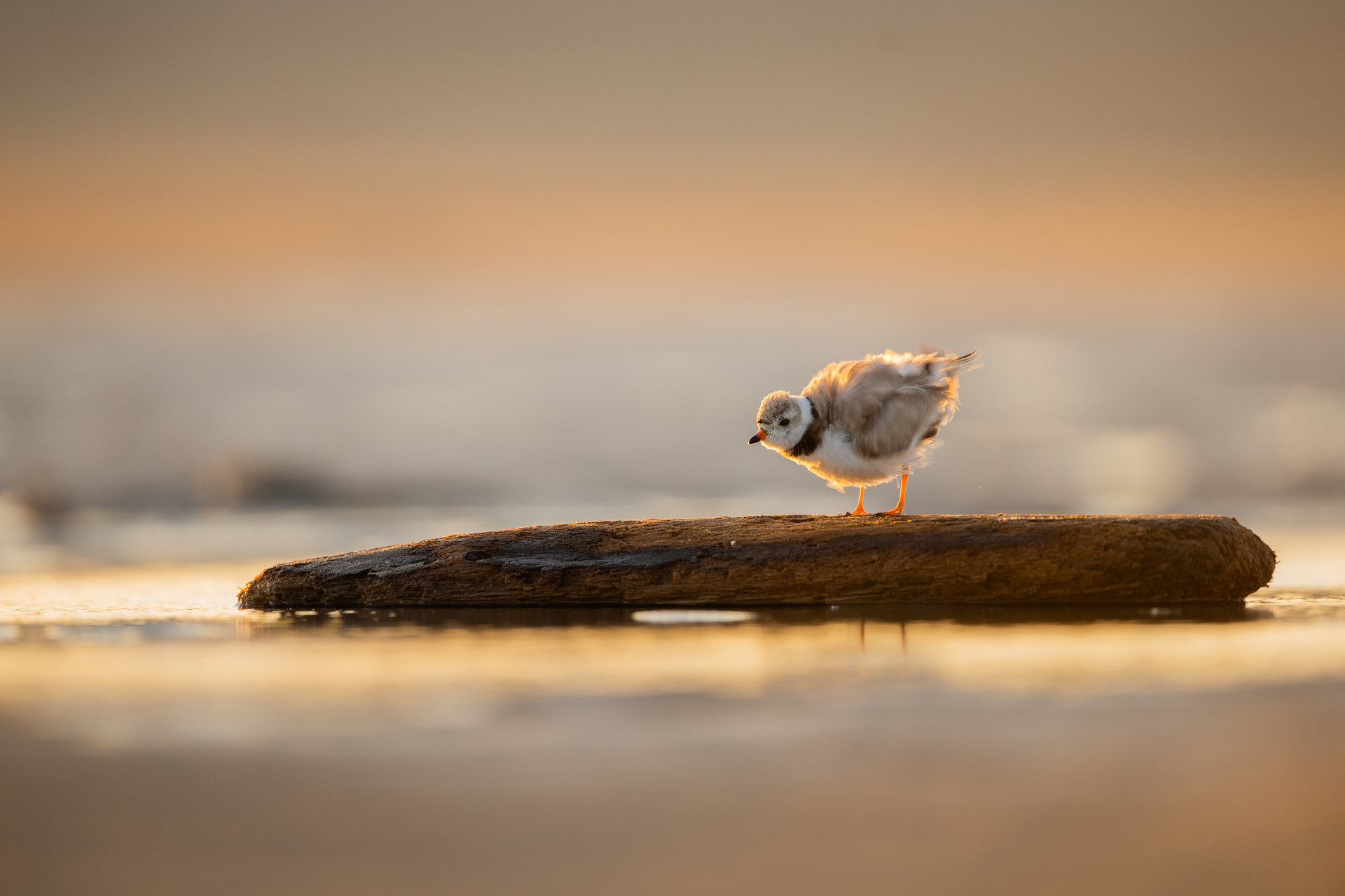 Piping Plover on driftwood