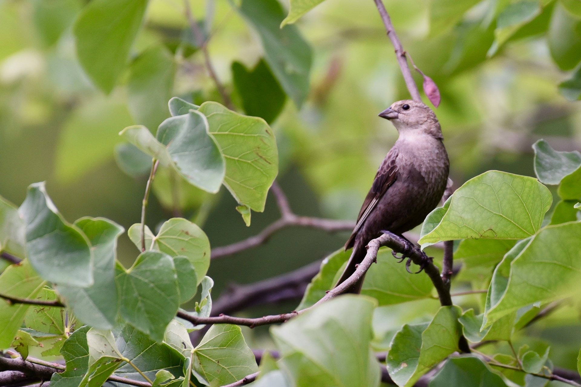 Brown-headed cowbird on branch