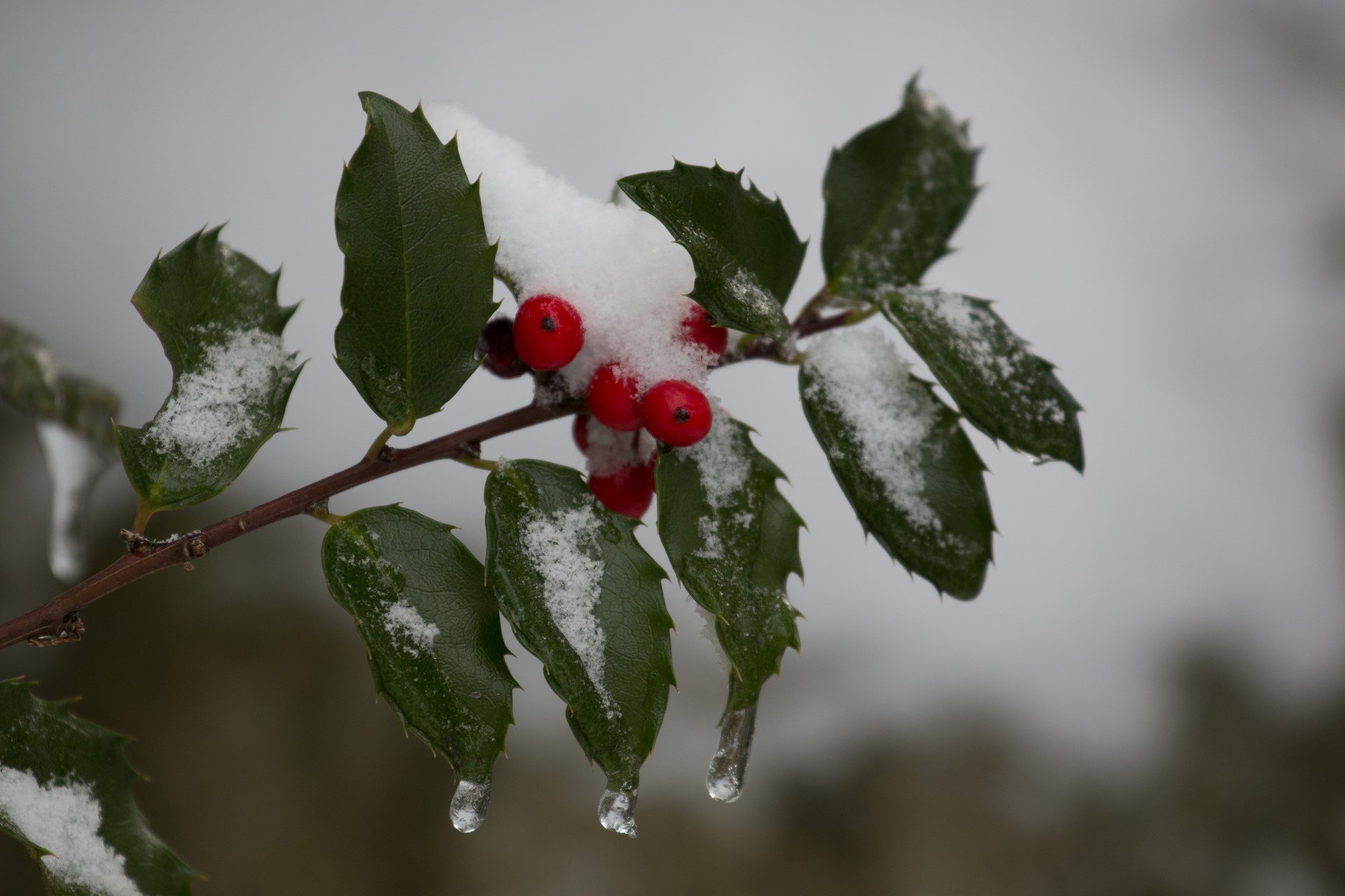holly plant with berries, snow, and ice drops