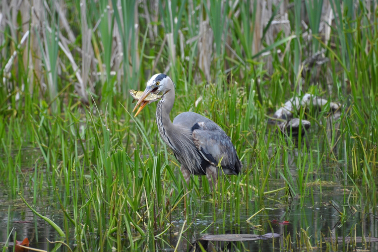Great Blue Heron wading in grassy waters with a fish in its beak.